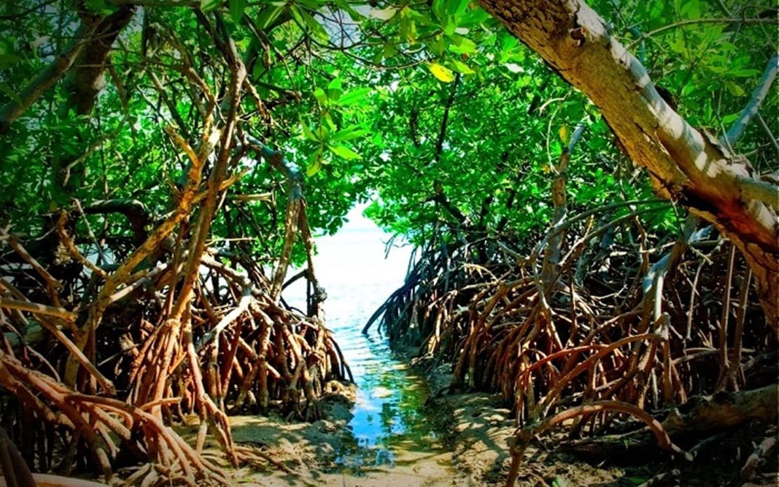 mangrove