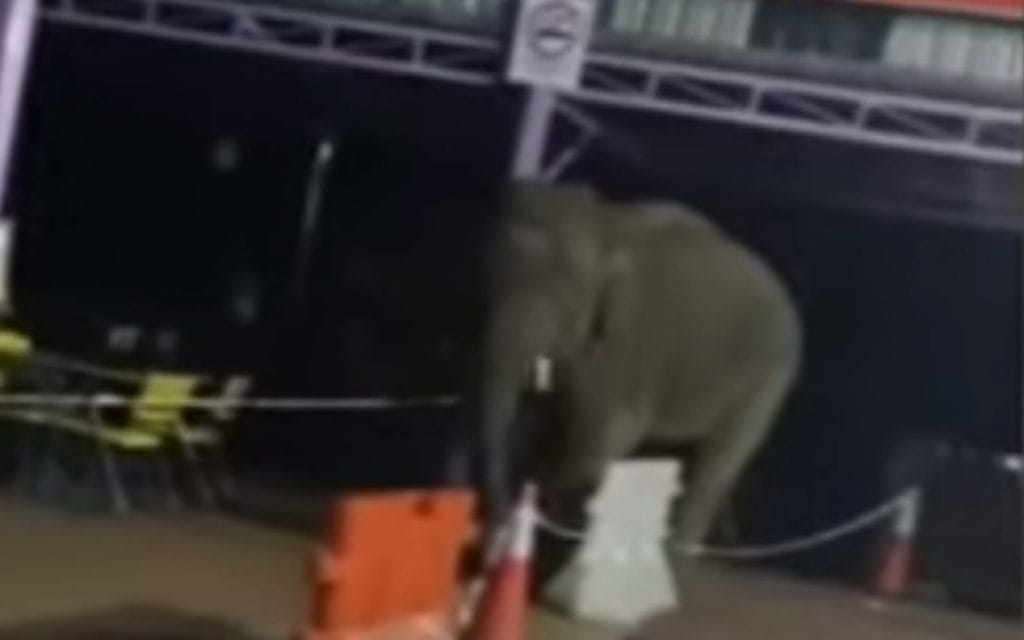 elephant