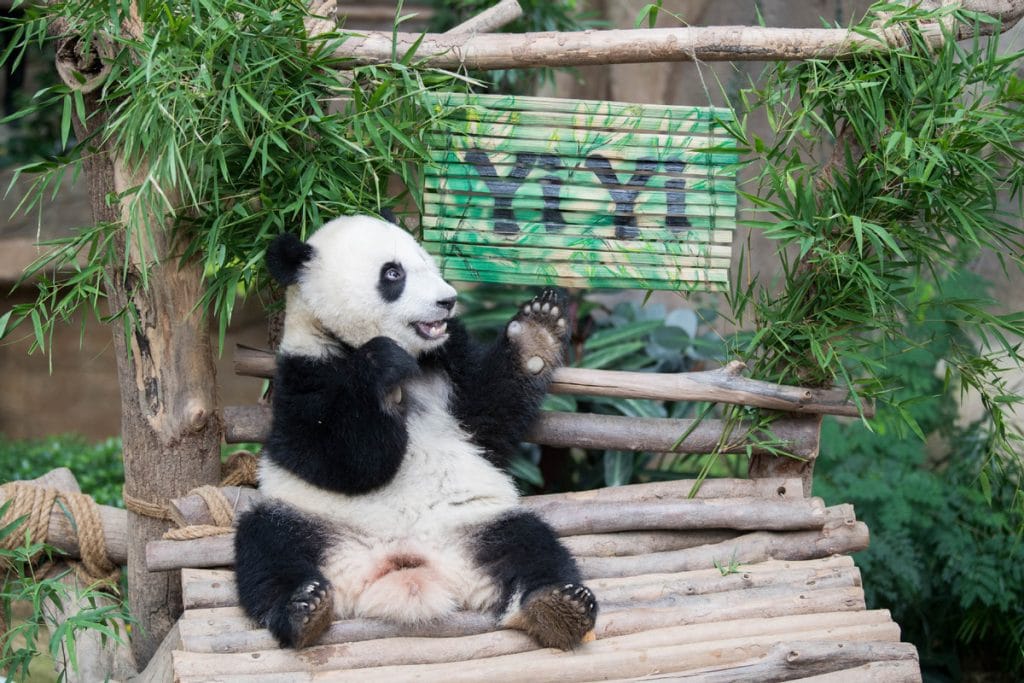 panda cub