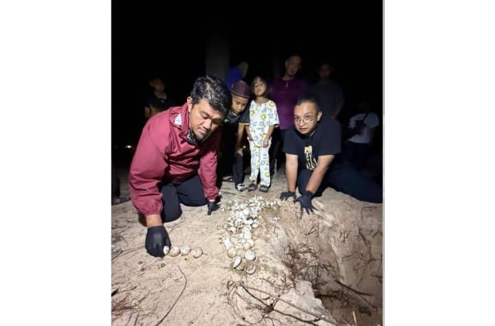 green turtles return to kelantan