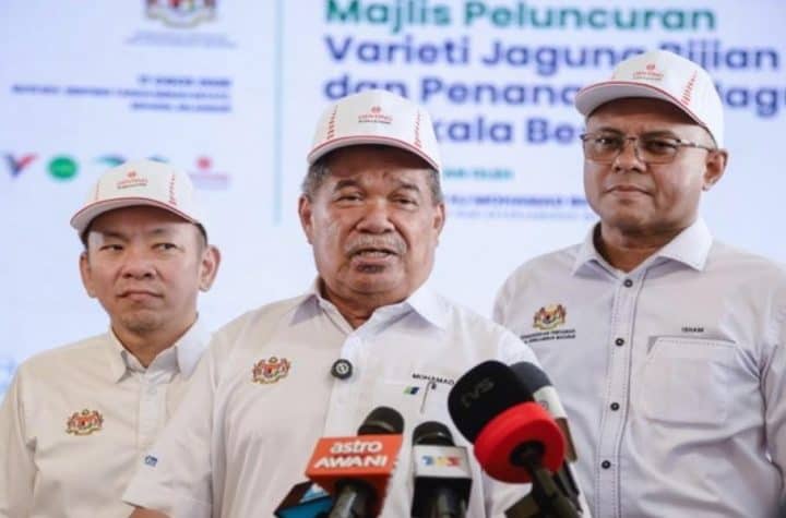 mohamad sabu local grain maize production