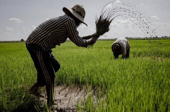 MACC remand fertilizer supply Kedah paddy farmers