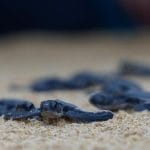 500 Green Sea Turtle Hatchlings Released in Kertih Conservation Initiative