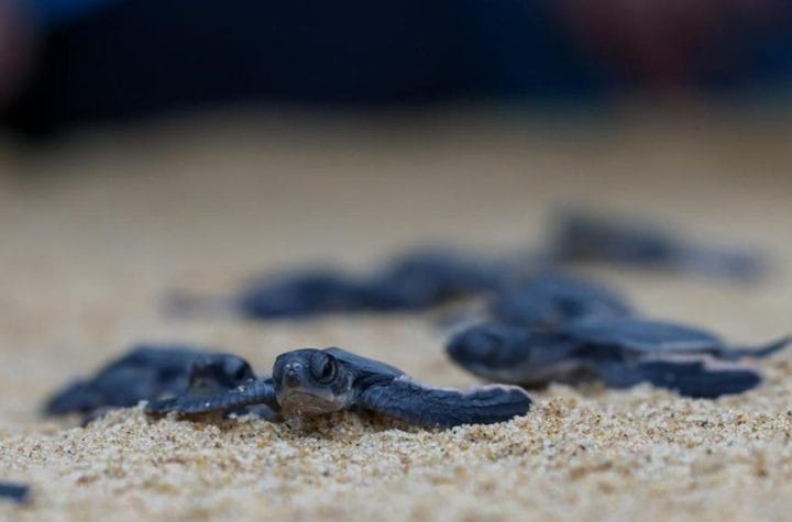 green sea turtle hatchlings Kertih conservation